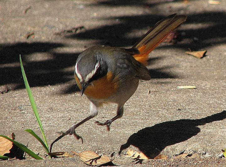 Janfrederik spring.JPG